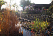 Sumpfpflanzen im Herbst